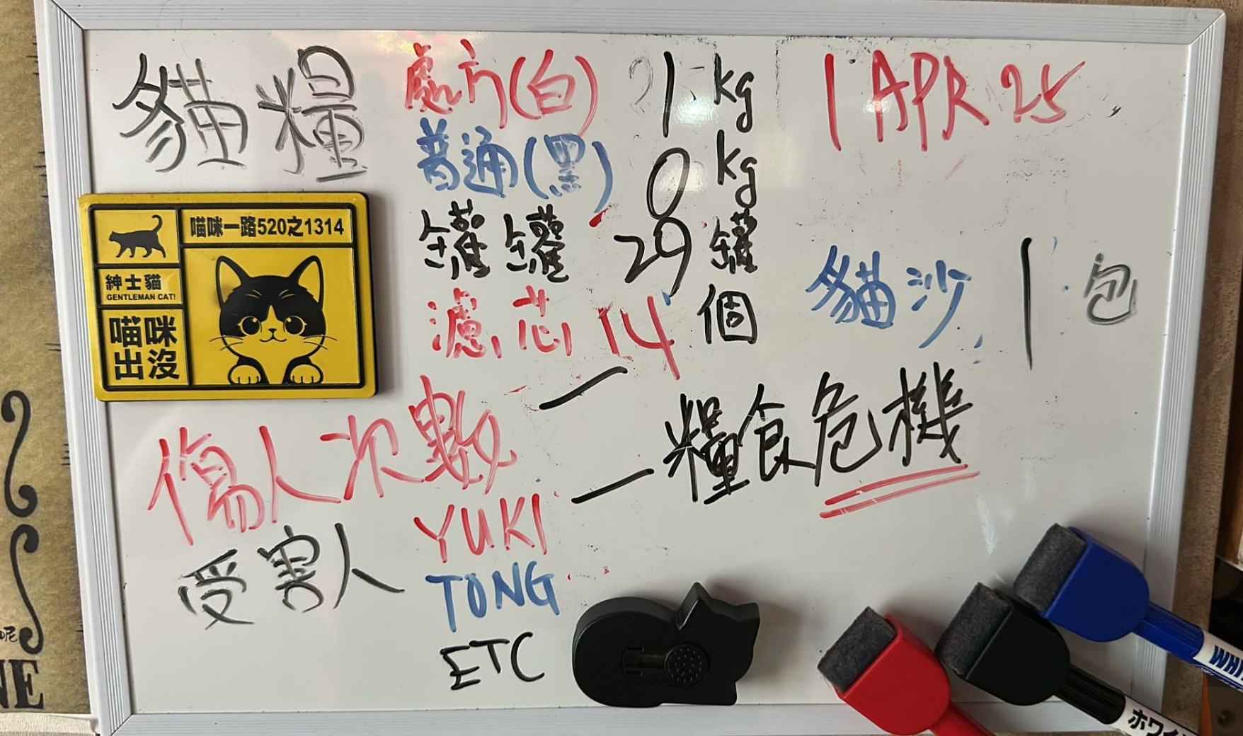 貓咪照片